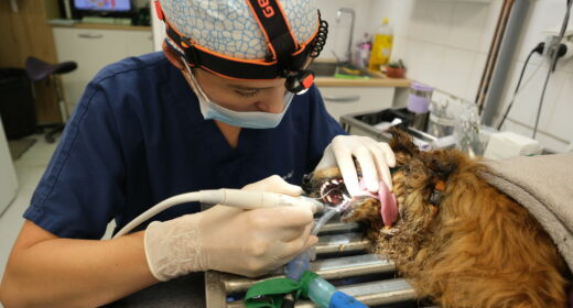 dentisterie vétérinaire