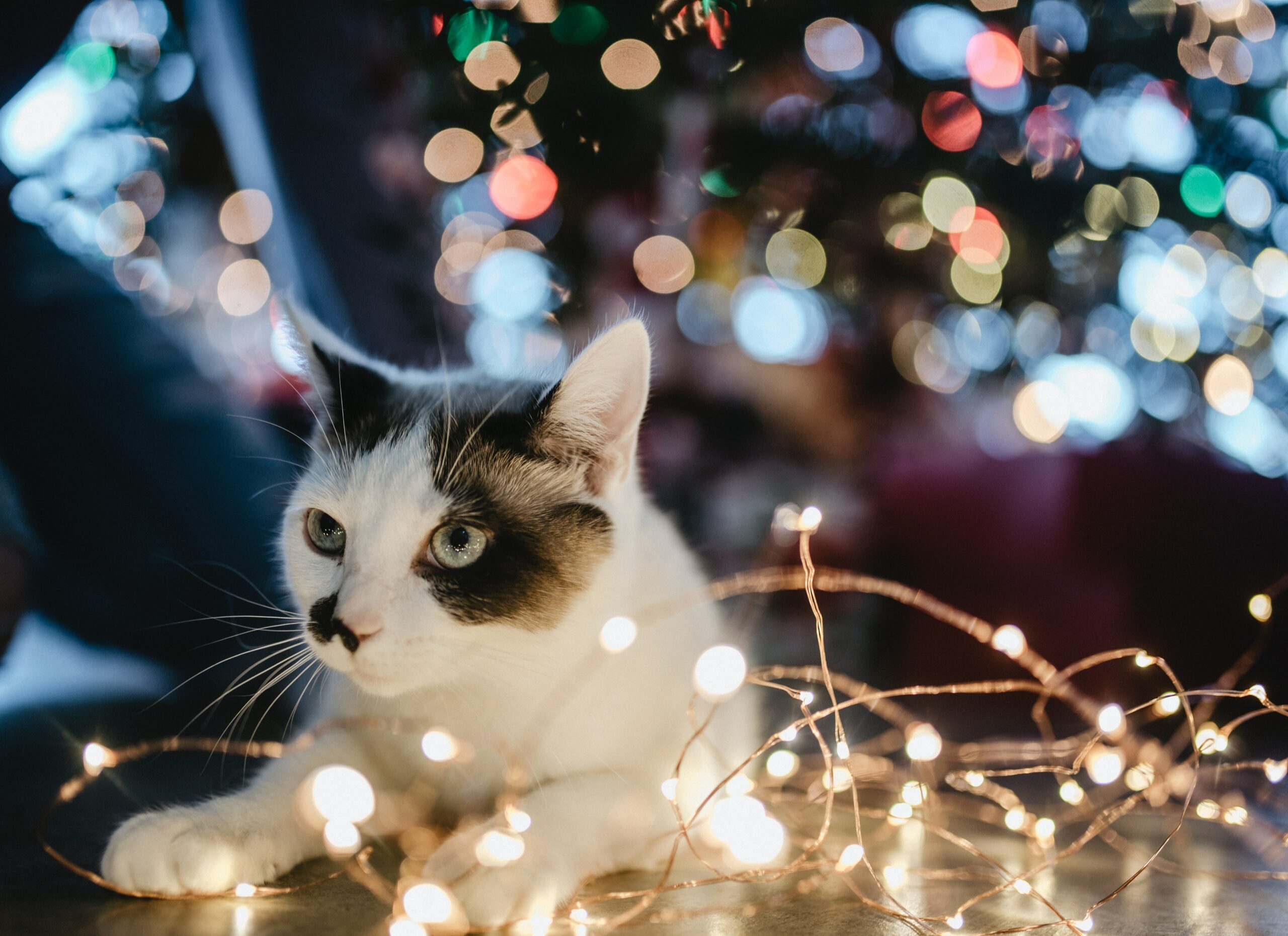 chat noël