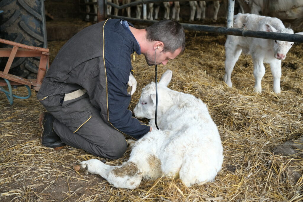 auscultation veau