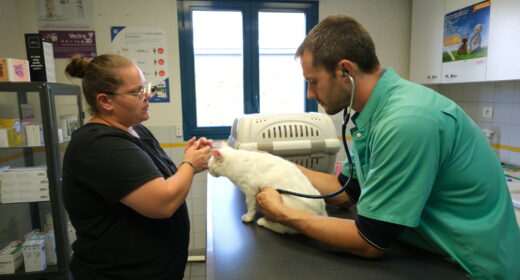 auscultation d'un chat